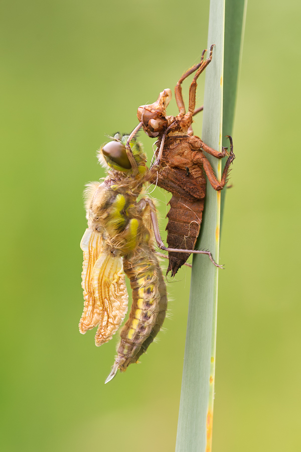 Newly emerged Four-Spotted Chaser 1